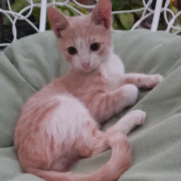 Хантер ищет дом !!!❤️