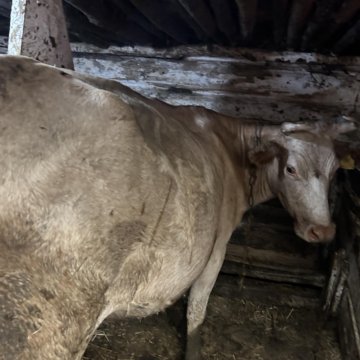 Продаю корову