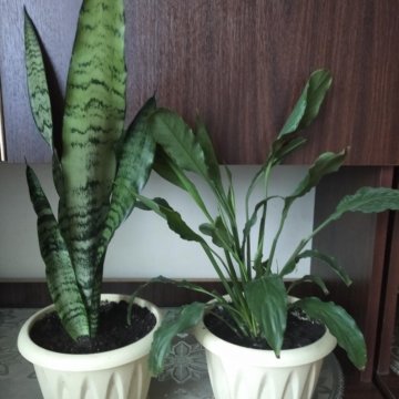 Спатифиллум и сансевиерия