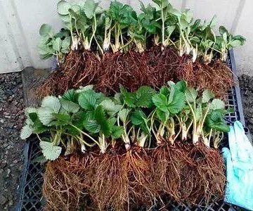 Рассада клубники