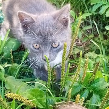 Дараа котята