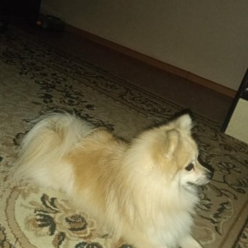 Нашли померанского шпица