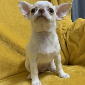 Мальчик чихуахуа с документами РКФ!