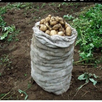 Картошка - мешок/ведро самовывоз