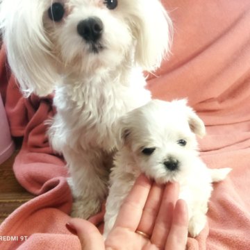 Мальтизе щенки.