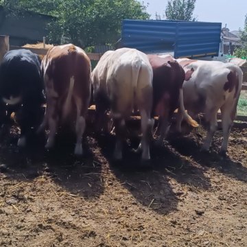 Быки на мясо