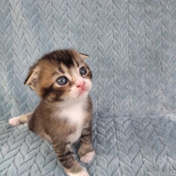 Шотландский вислоухий котёнок
