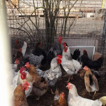 Молодые петушки