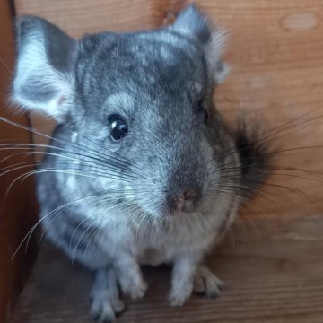 Шиншиллята