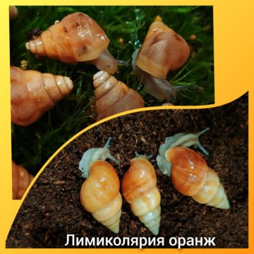 Улитки лимиколярия оранж