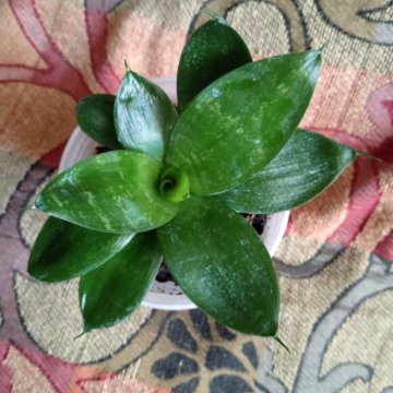 Сансевиерия