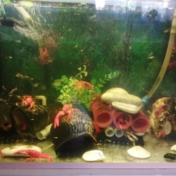 Рак калифорнийский