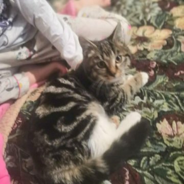 Корм для кошек влажный Валдбериес
