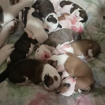 Тойтерьеры короткошерстная. Моя собака той терьер. Русский той-терьер. Моя собака той терьер. Моя собака той терьер.