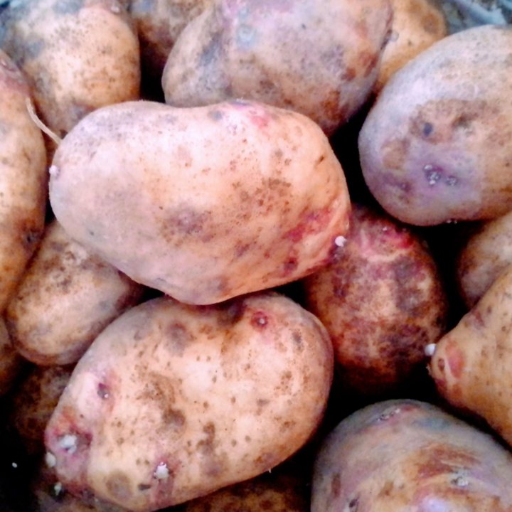 Картофель (сорт Пикассо)
