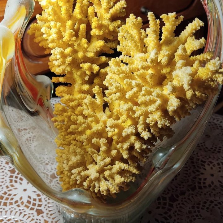 Коралл натуральный