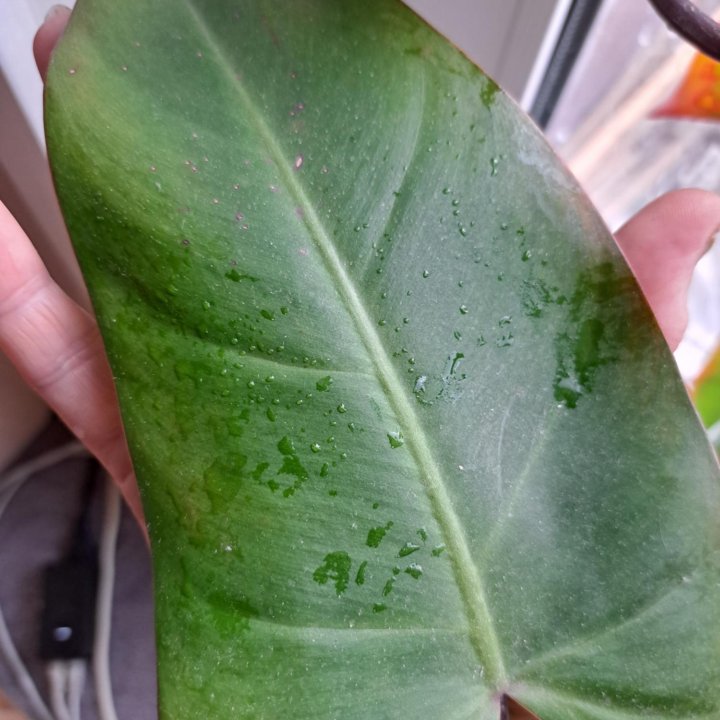 Филодендрон Red Emerald