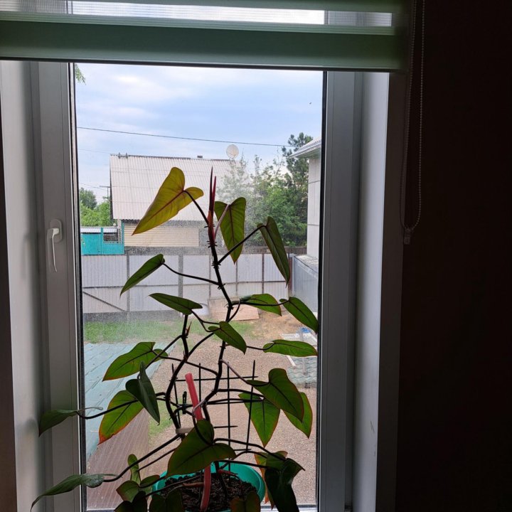 Филодендрон Red Emerald