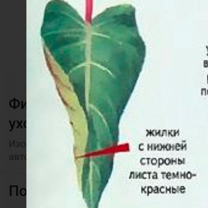 Филодендрон Red Emerald