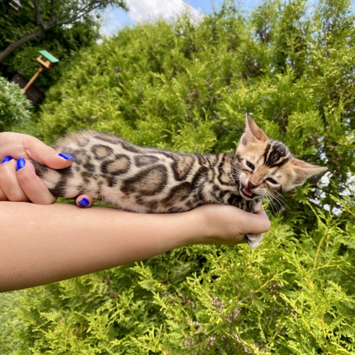 Бенгальские котята с документами