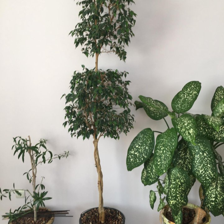 Фикус на штамбе