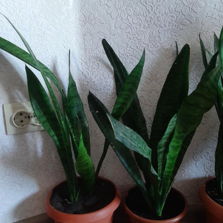 Сансеверия