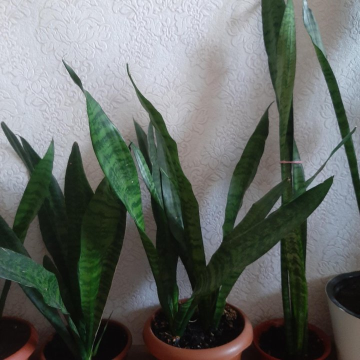 Сансеверия