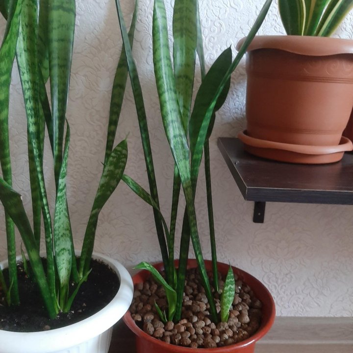 Сансеверия