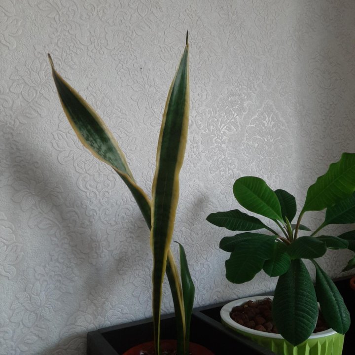 Сансеверия