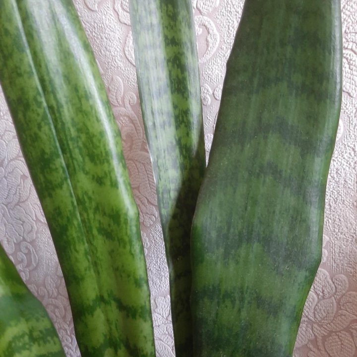 Сансеверия