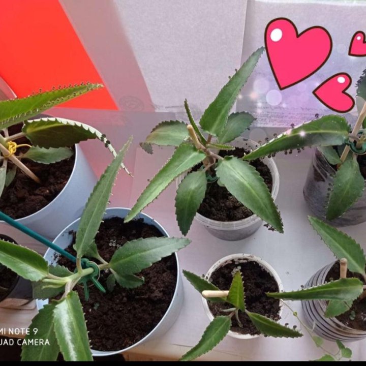 Каланхоэ лечебный