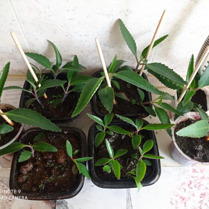 Каланхоэ лечебный