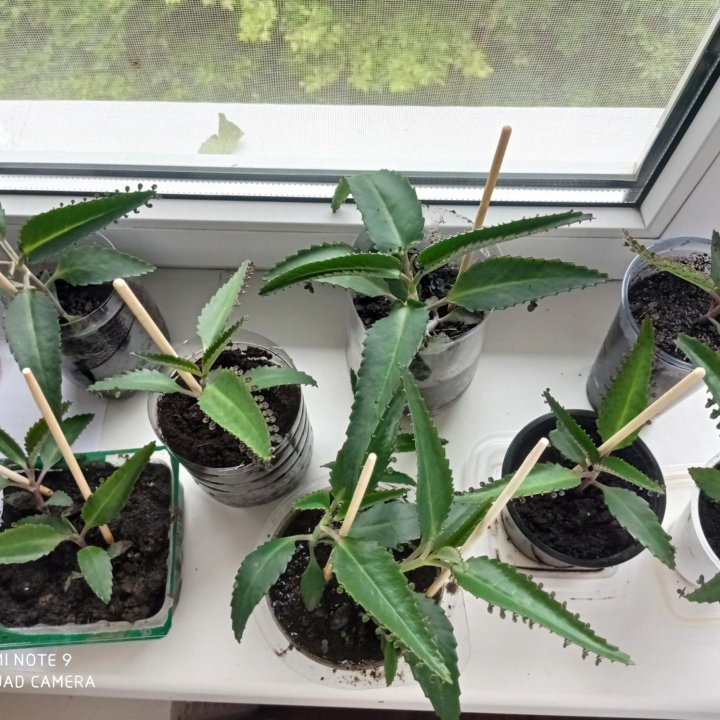 Каланхоэ лечебный