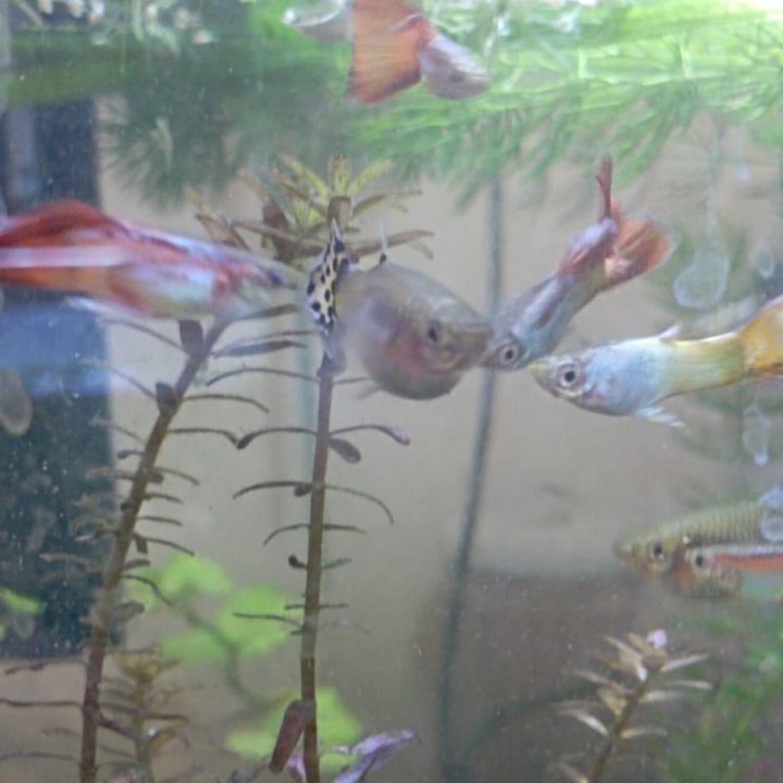 Рыбки гуппи, Растения для аквариума