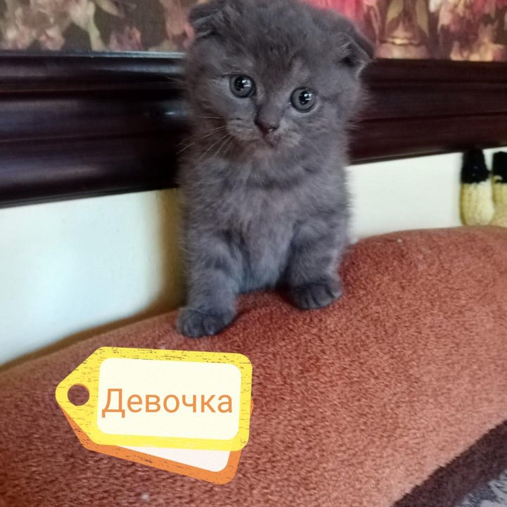 Шотландские котята