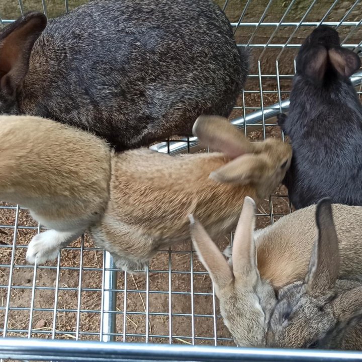 Кролики. Крольчата мясных пород.