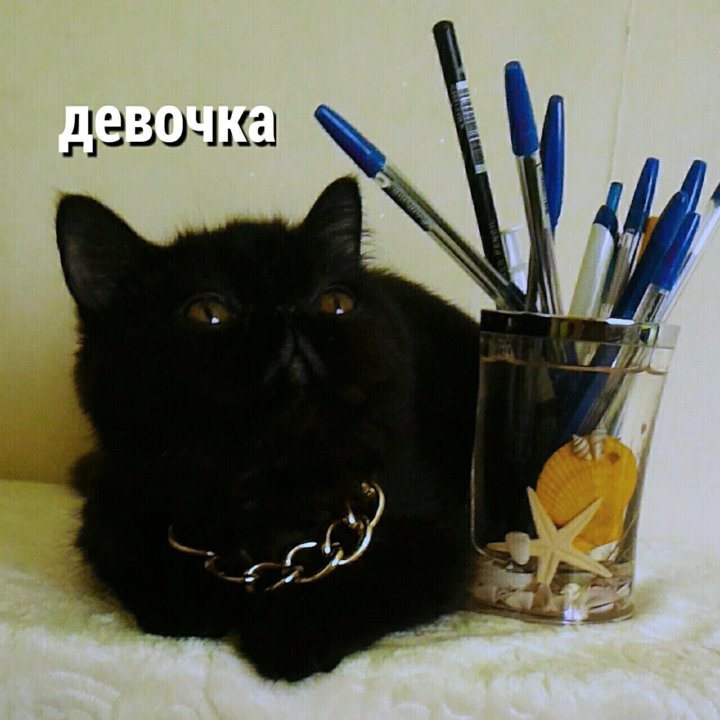 Кошечка Экзотка- Экстремалка.