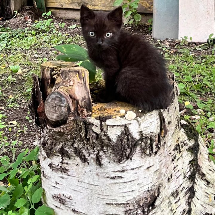 Котенок в ответственные руки