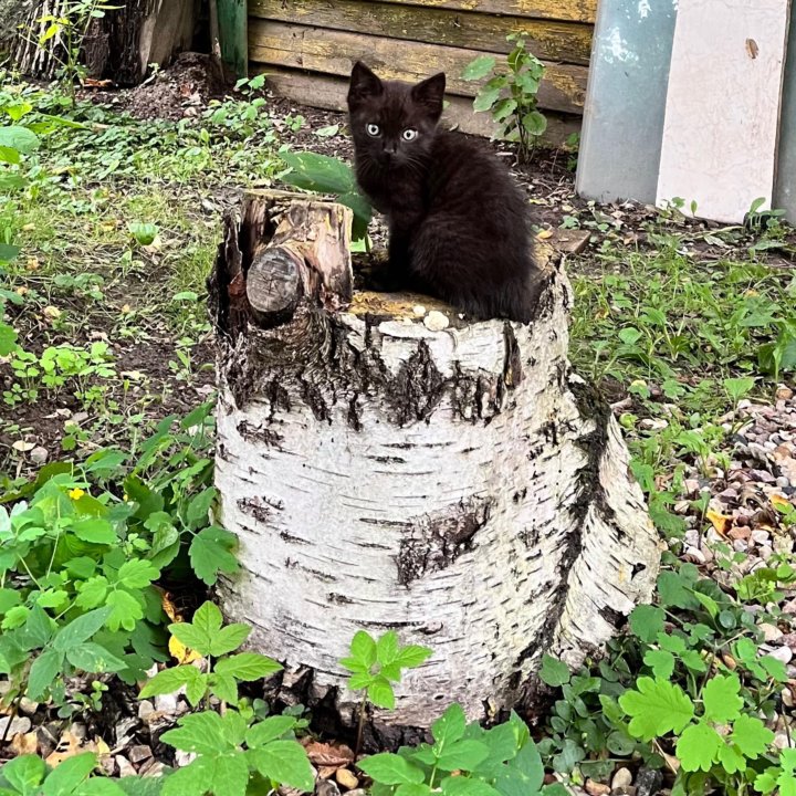 Котенок в ответственные руки