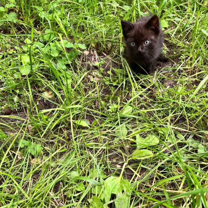 Котенок в ответственные руки