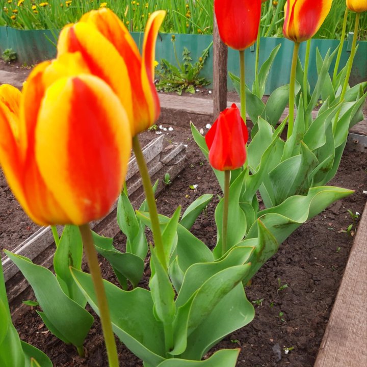 Луковицы тюльпанов