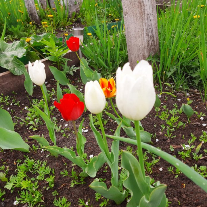 Луковицы тюльпанов