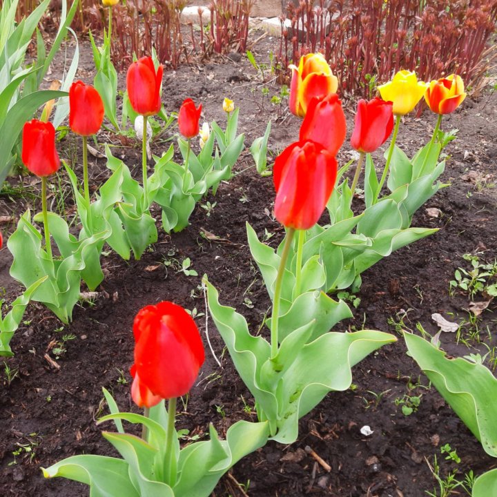 Луковицы тюльпанов