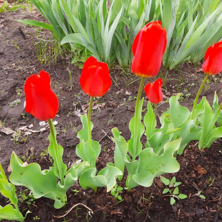 Луковицы тюльпанов