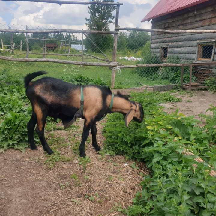 Козлик нубийский племенной