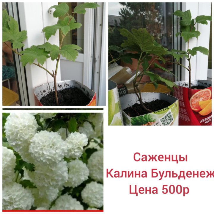 Калина Бульденеж саженцы