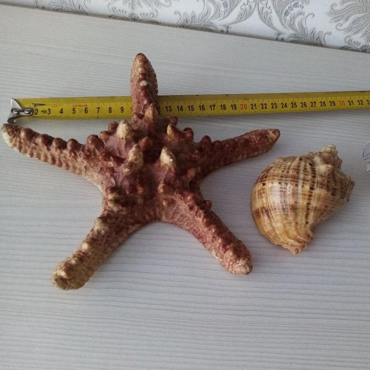 Морские звезда и ракушки