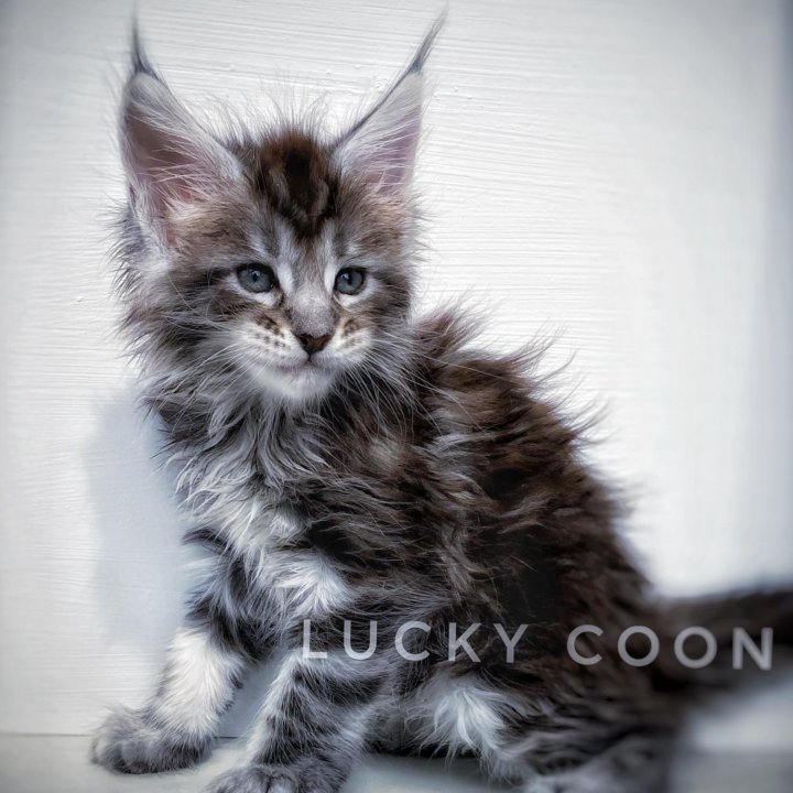 Котята мейн-кун питомник Lucky Coon