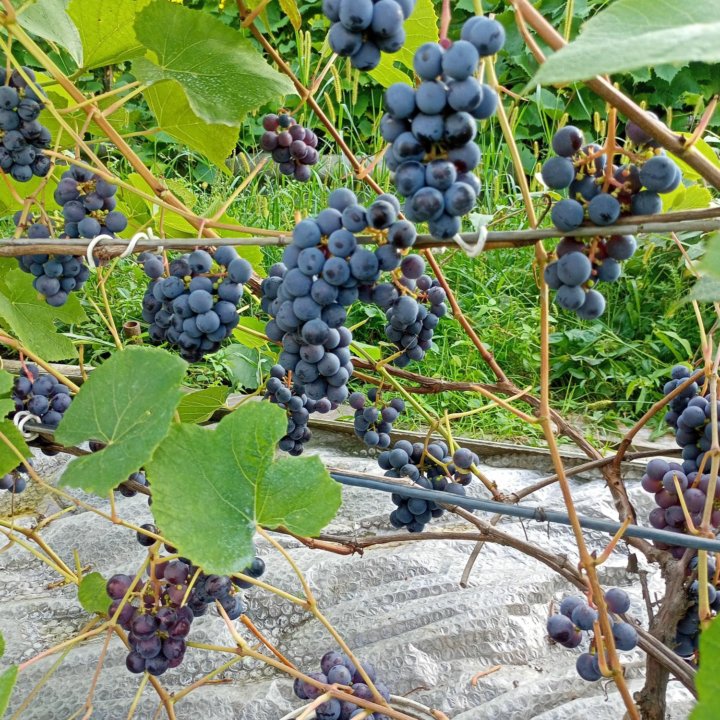 Малина, виноград, кабачки, хрен,лук, зелень