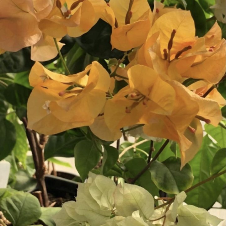 Бугенвиллии